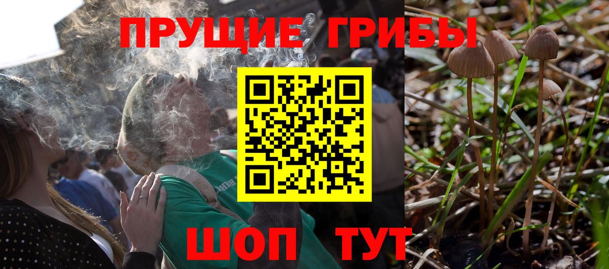 Галлюциногенные грибы Cubensis Славянск-на-Кубани