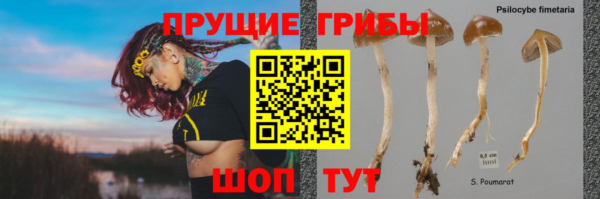 сколько стоит  Вход с VPN  Славянск-на-Кубани  Галлюциногенные грибы мухоморы 
